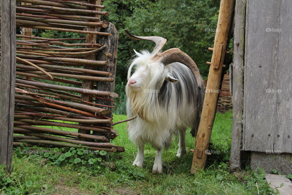 Long hair and long horned goat looking out beside a fence on a summer day.