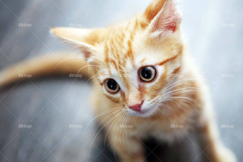 Ginger kitten with yellow eyes 