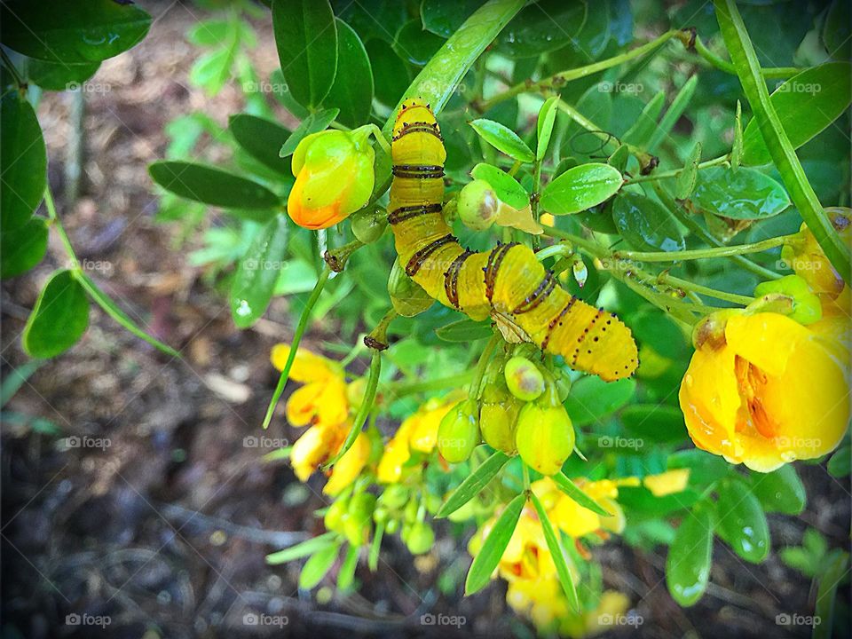 Yellow caterpillar on yellow flowers.