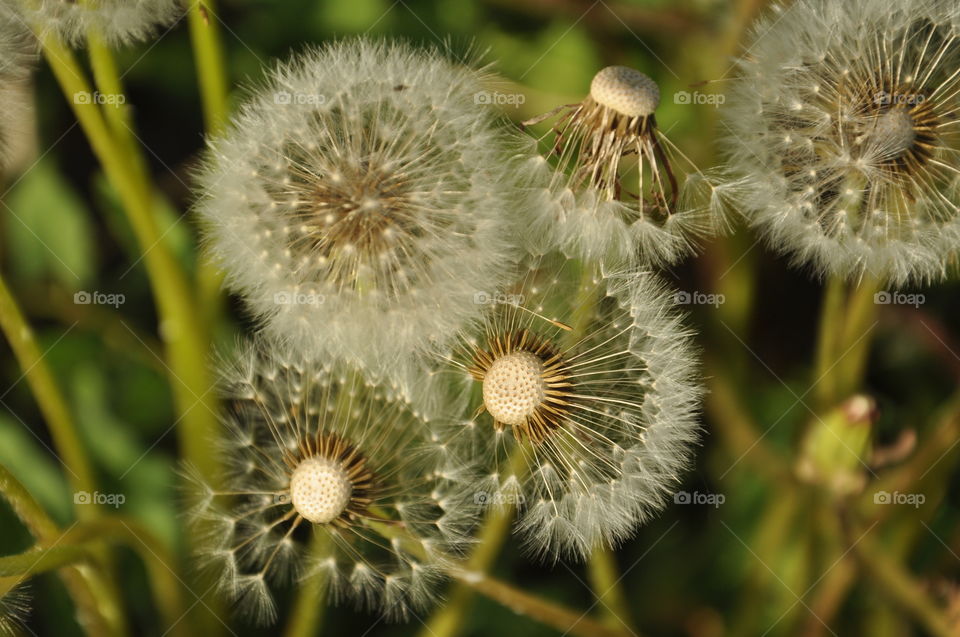 Dandelion flowersc