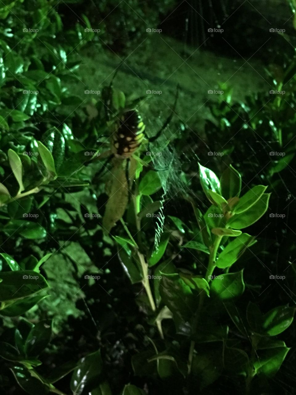 Spider on web in bush at night.