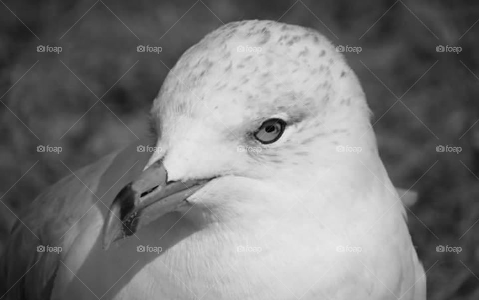 Impression of a seagull