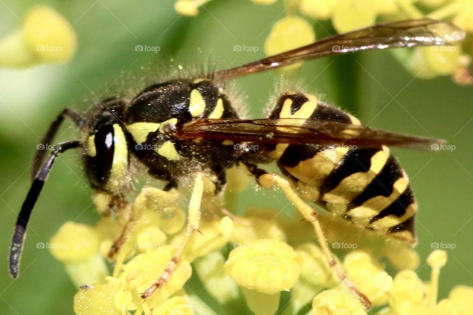 Yellow Jacket Hornet on goldenrod 