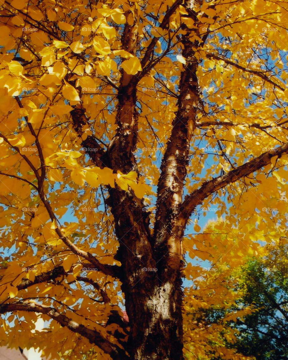 Fall colors the warm and fuzzy way