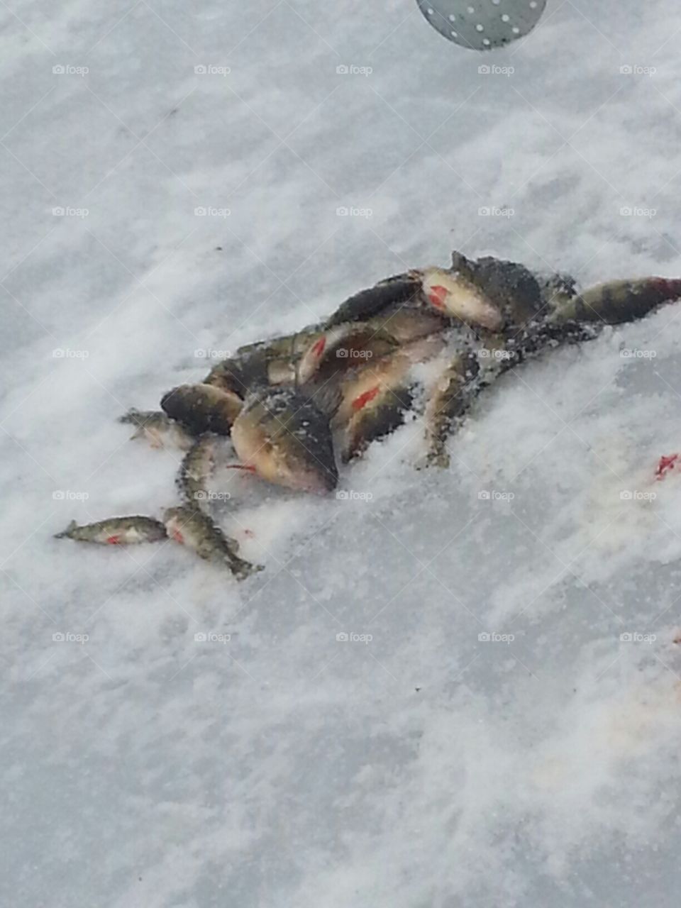 Dead ice fish 