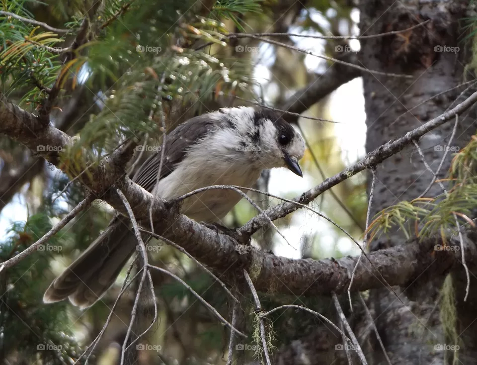 Gray Jay 