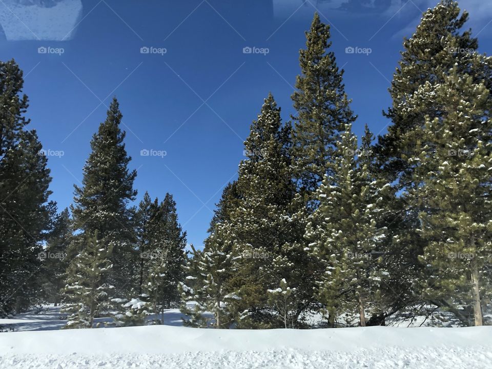 Tall evergreen trees in winter snow.