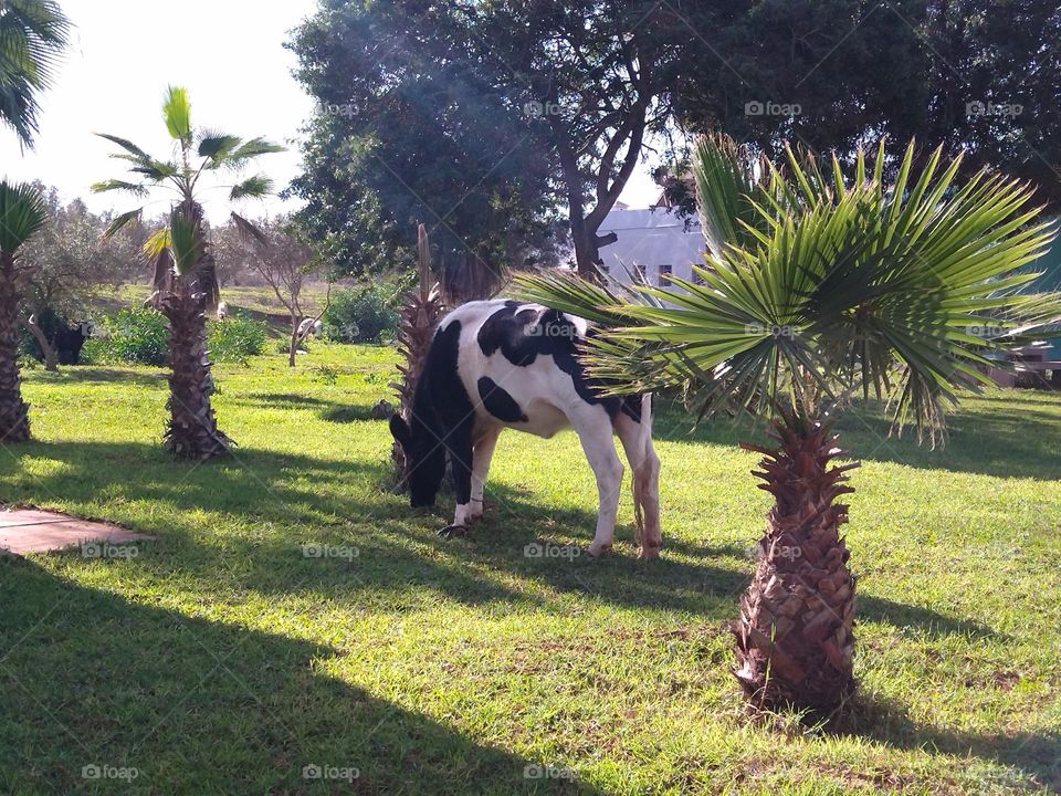 Cow in the garden