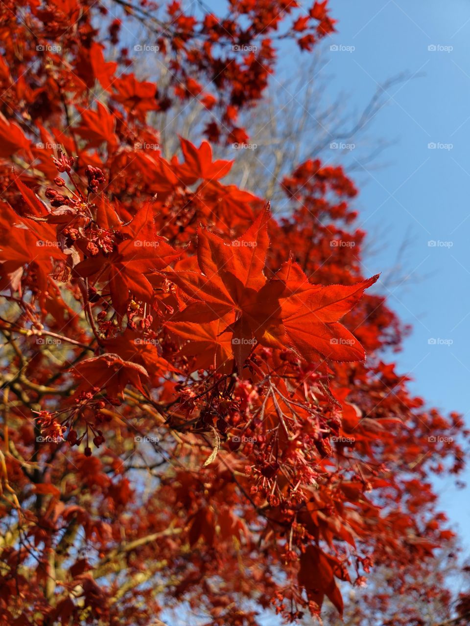 I eagerly await the moment each spring when our Japanese Maple bursts into flaming red foliage
