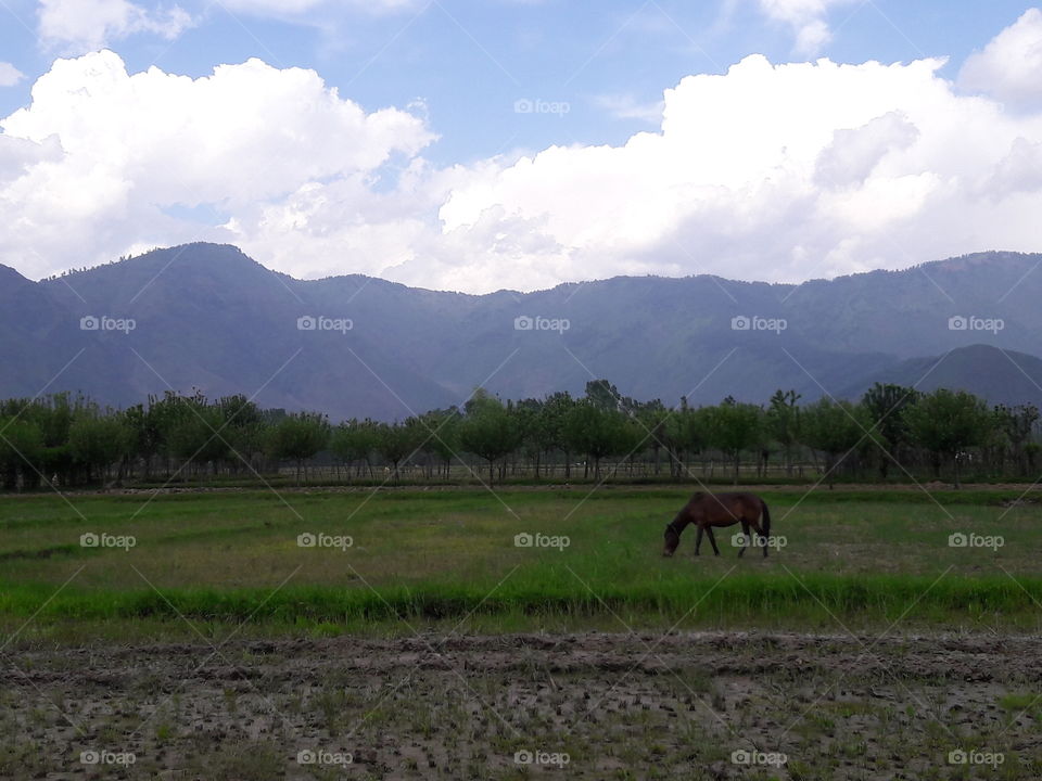 paddy fields