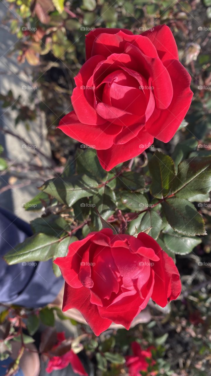 Beautiful Red Knockouts just bloomed in Texas. Healthy plants green shine on leaves. Will produce more and more Beautiful knockouts.