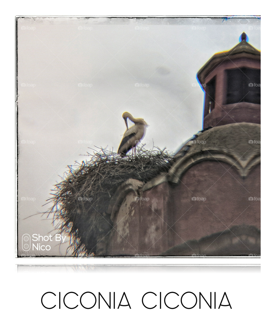 Ciconia Ciconia