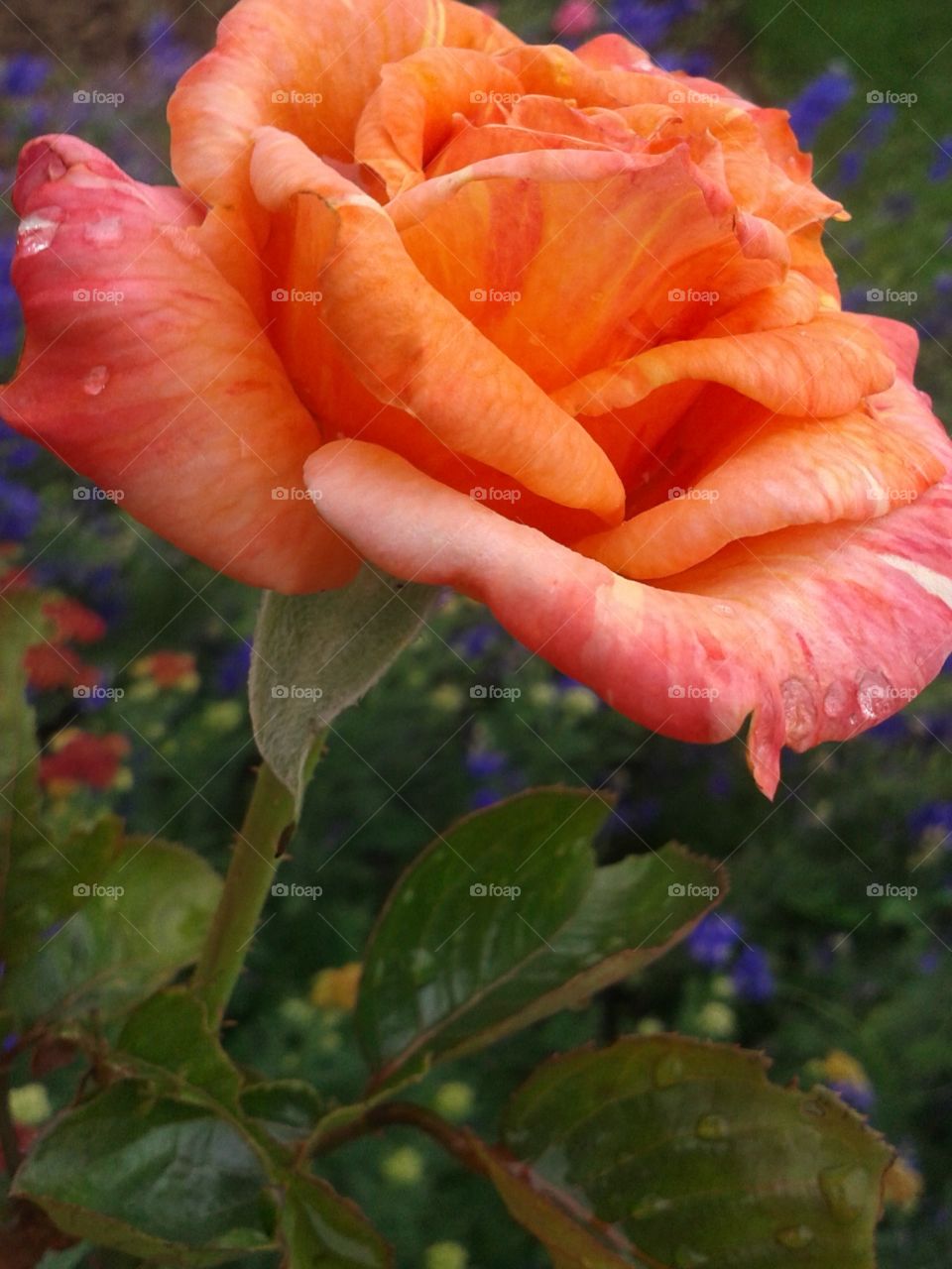 Brightest spot today.. The cloud cover doesn't stop this rose from glowing.