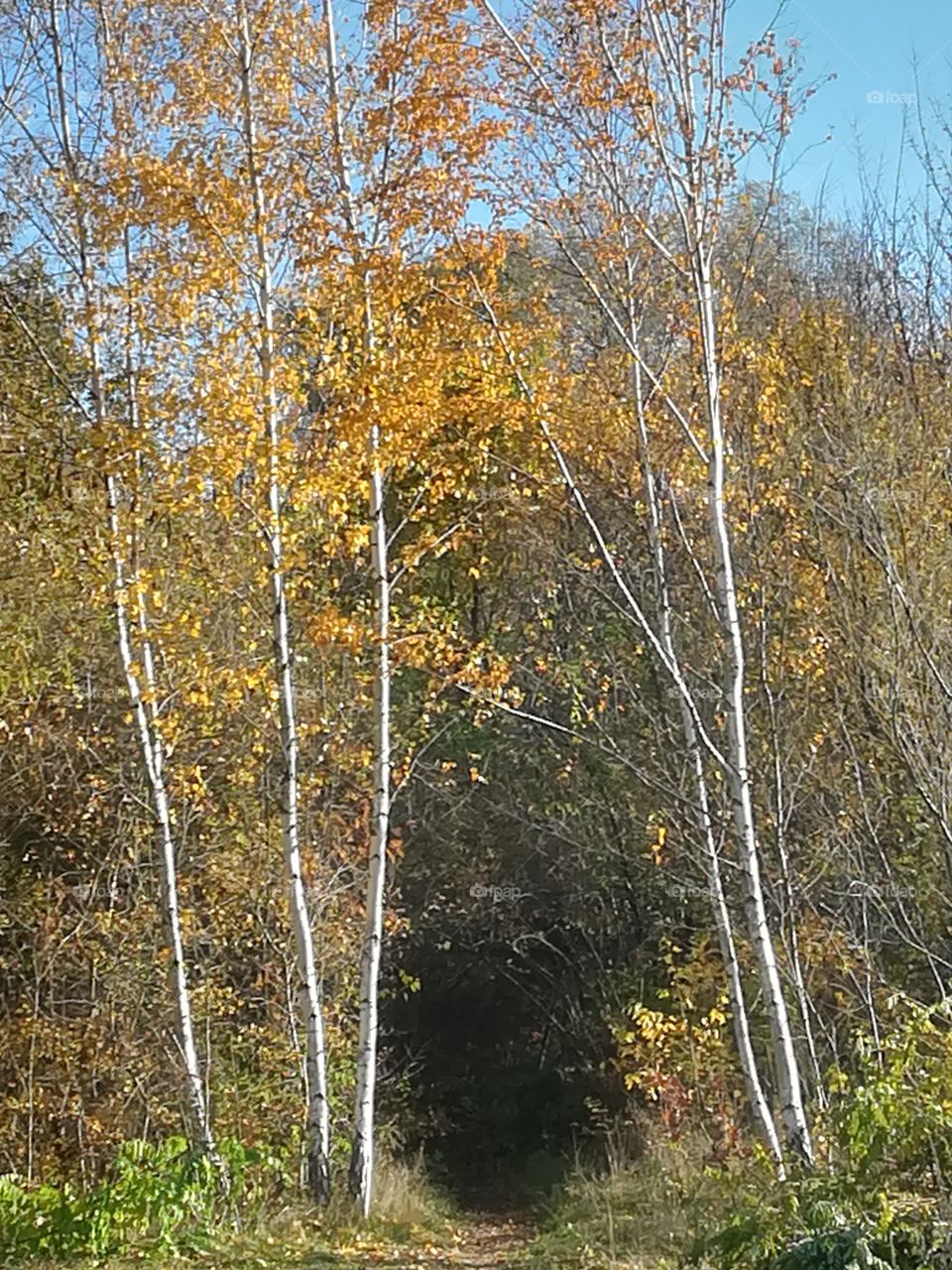 Birken Baum Wald Weg Laub Herbst