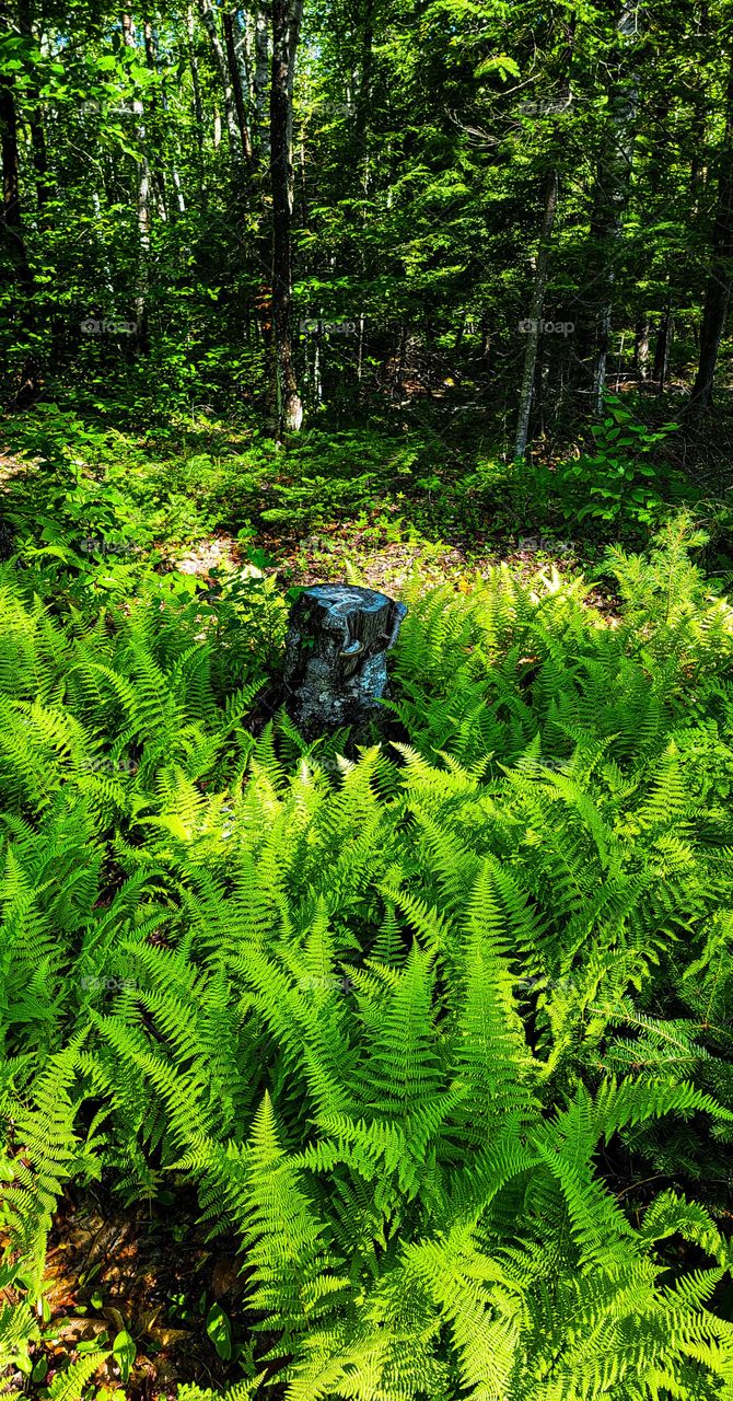 lone stump in ferns