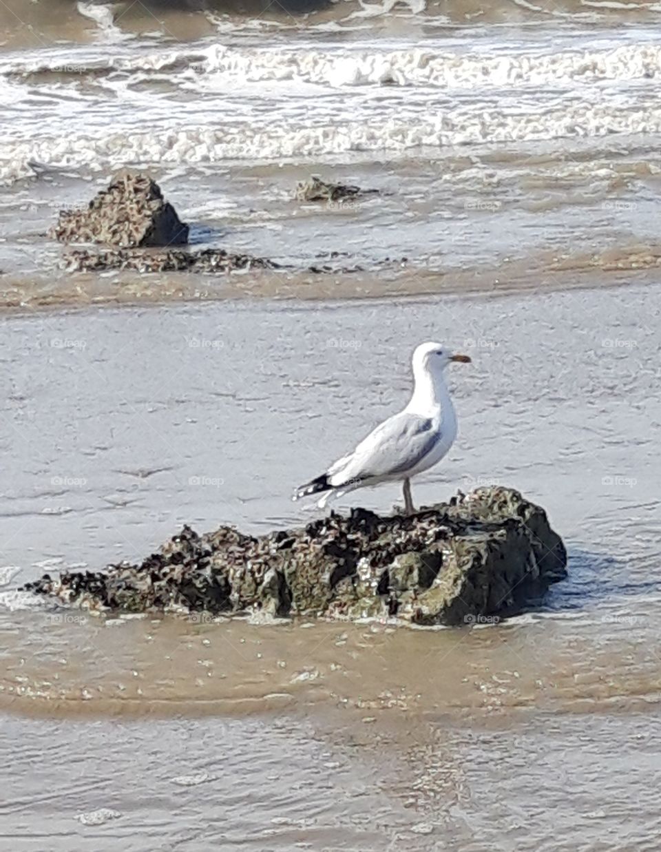 Goélands in Trouville Normandy
