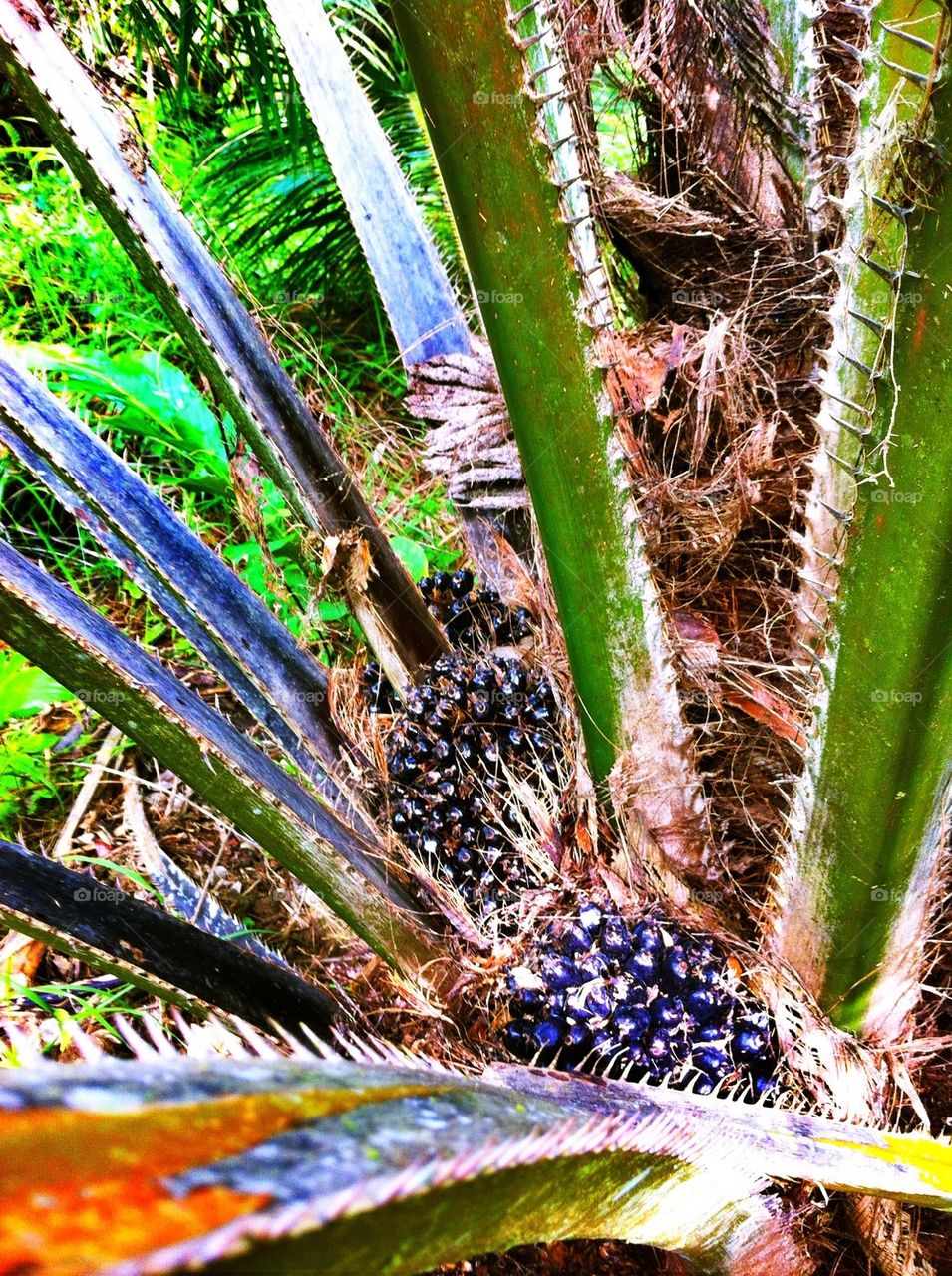 Oil palm