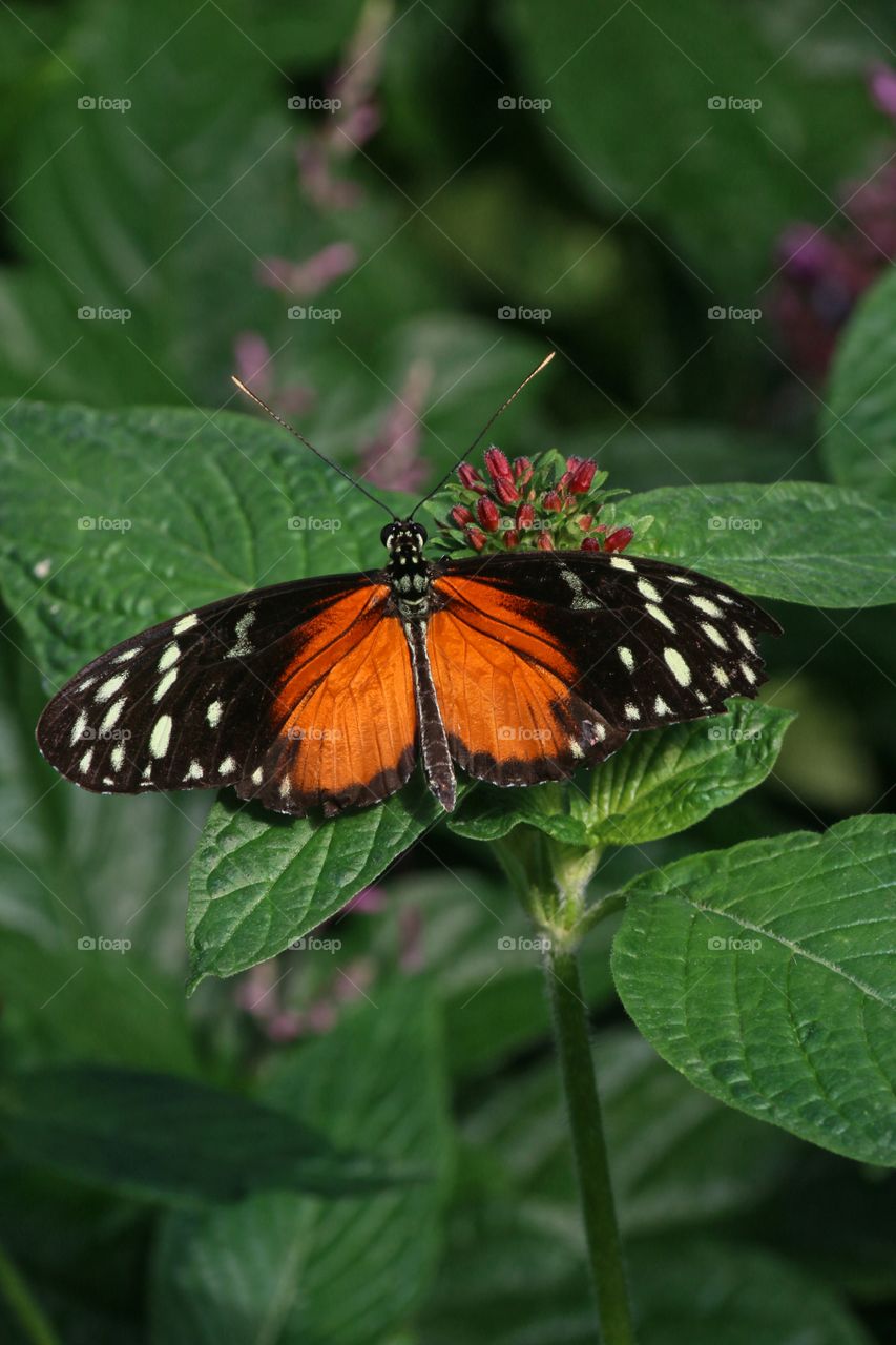 Butterfly on leaf