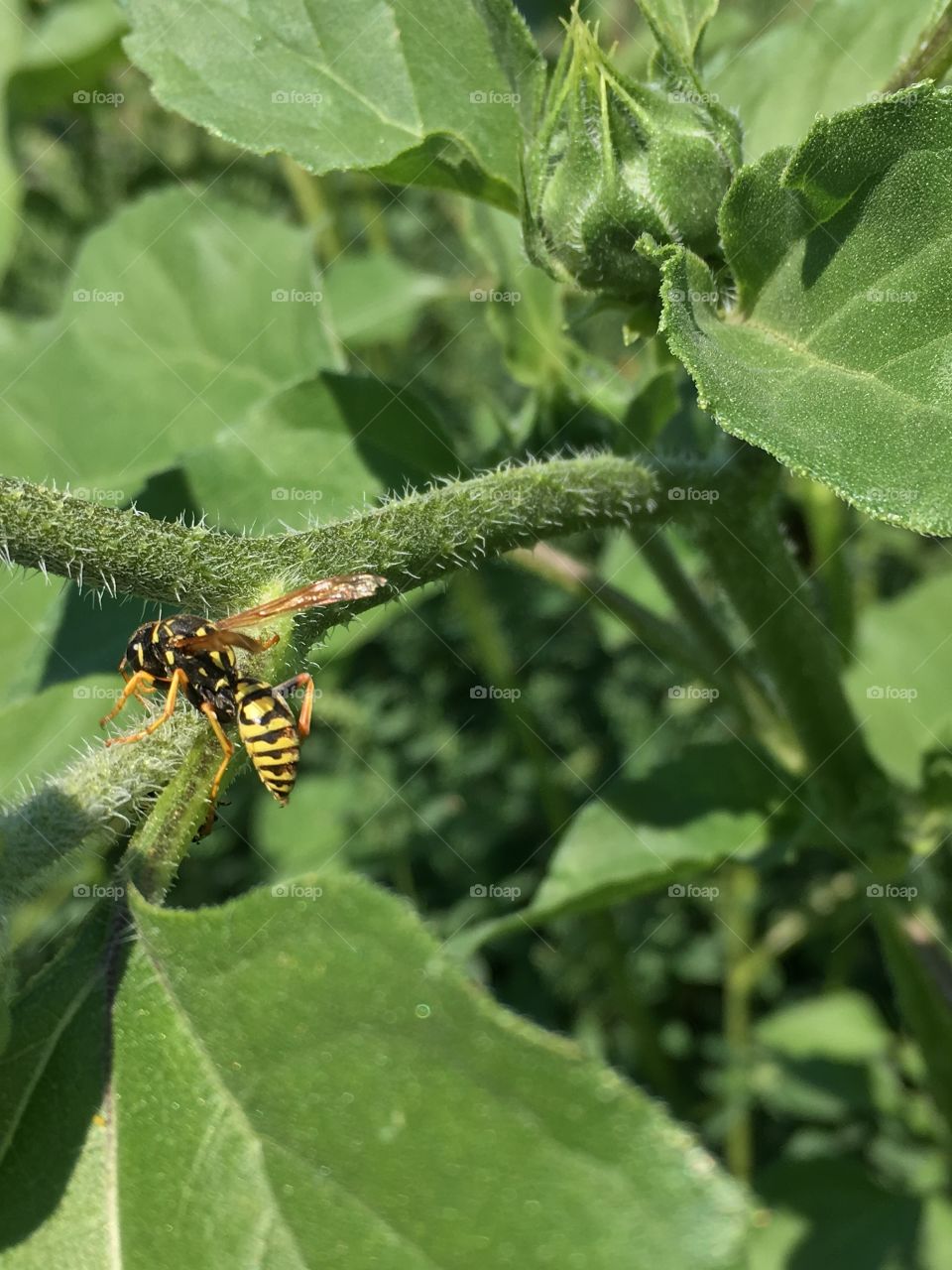 Wasp on a prickly stem.