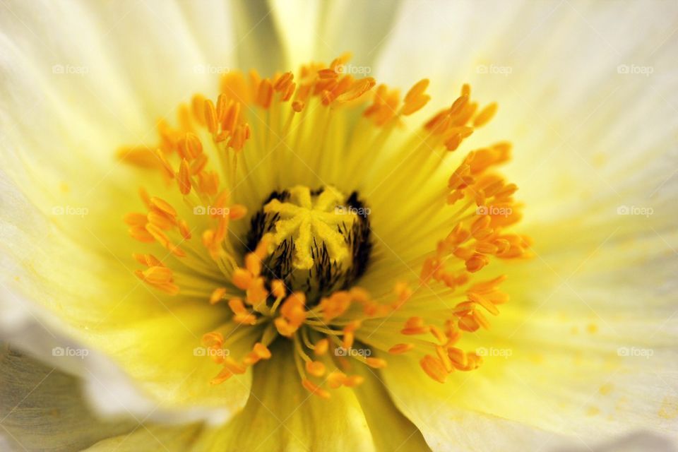 High angle view of flower pistil