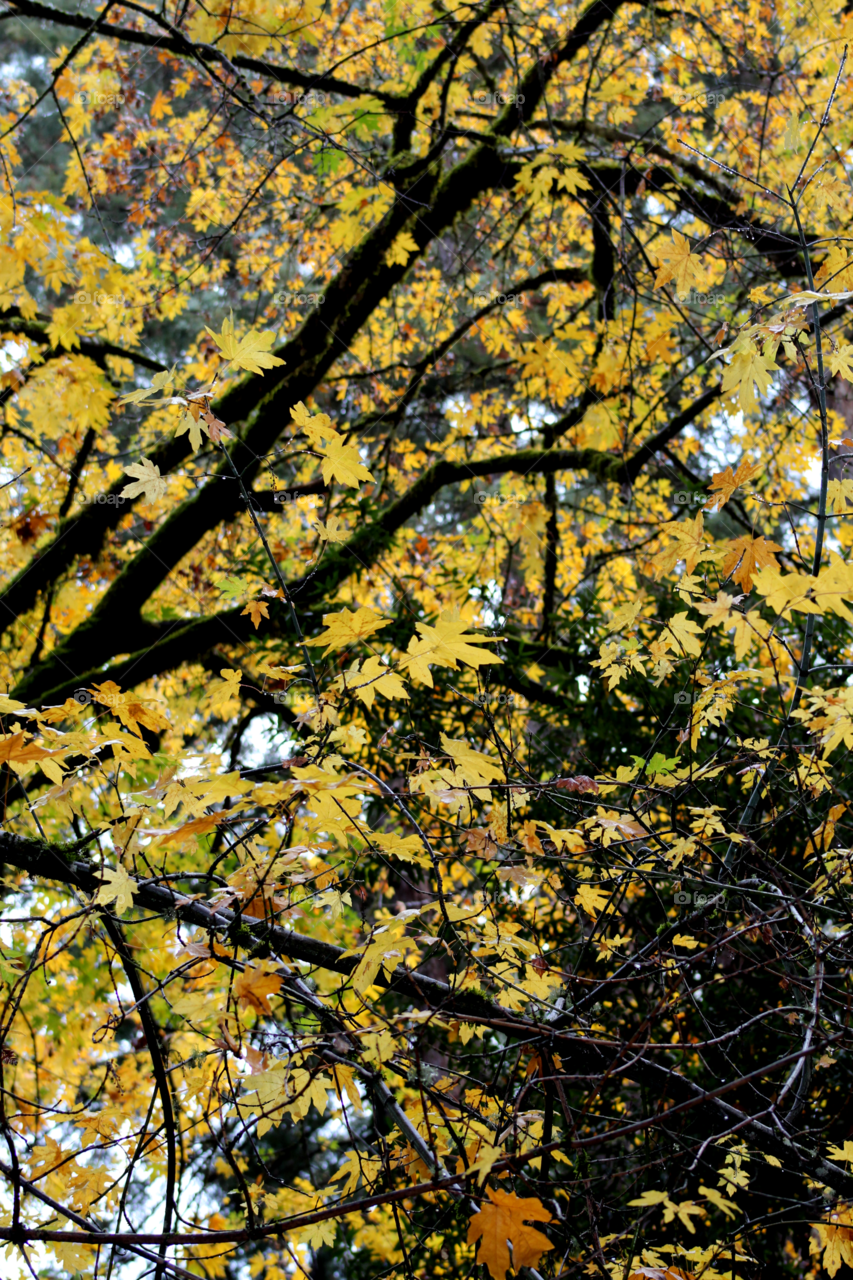 Clash of color - - yellow autumn leaves 