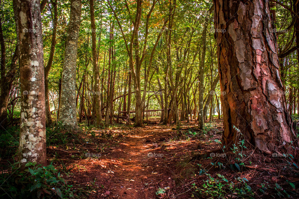 Some pine trees in the woods with a small path inbetween them
