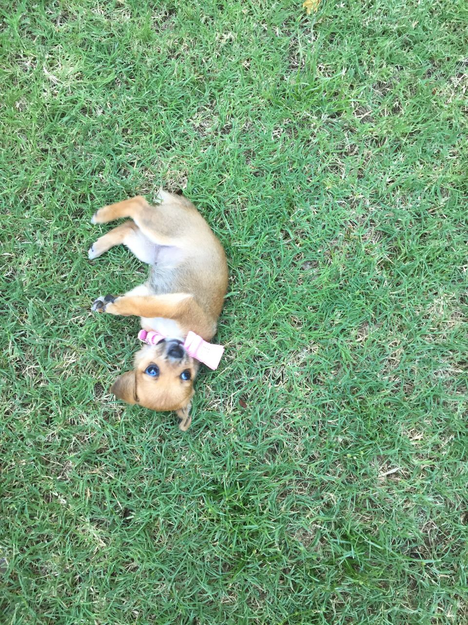 A 6 Week Old Puppy Not Very Sure What That Is In The Corner Of Her Eye Creepily Looking At Something In The Grass Haha