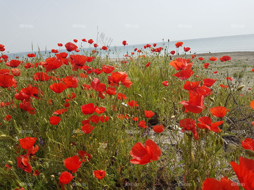 Poppy field by the sea