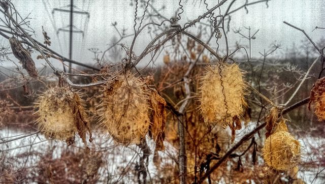 nature