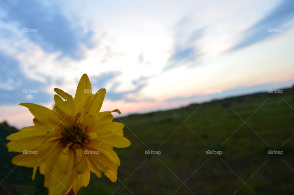 yellow flower in sunset