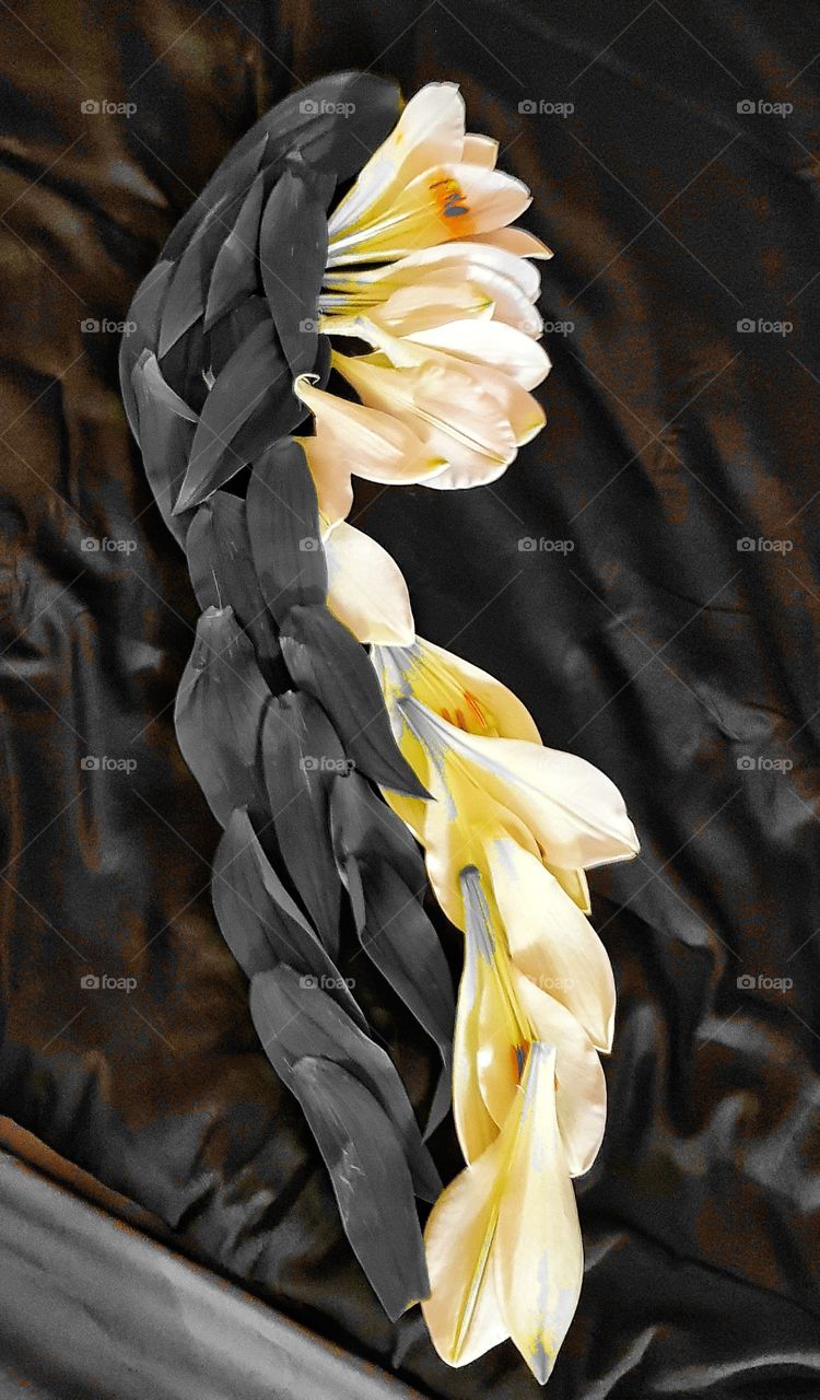 Angel  Wings  Lilien