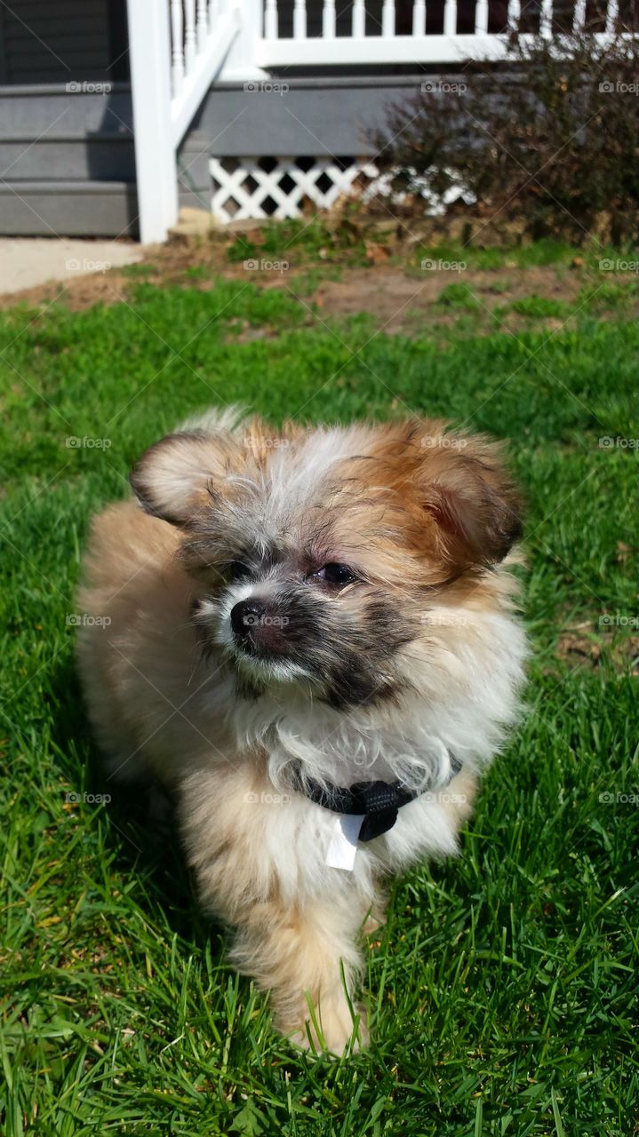 Shih tzu Pomeranian Puppy