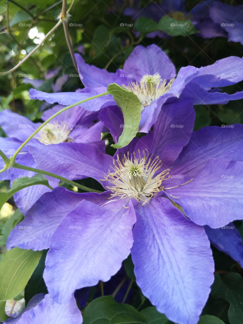 Clematis