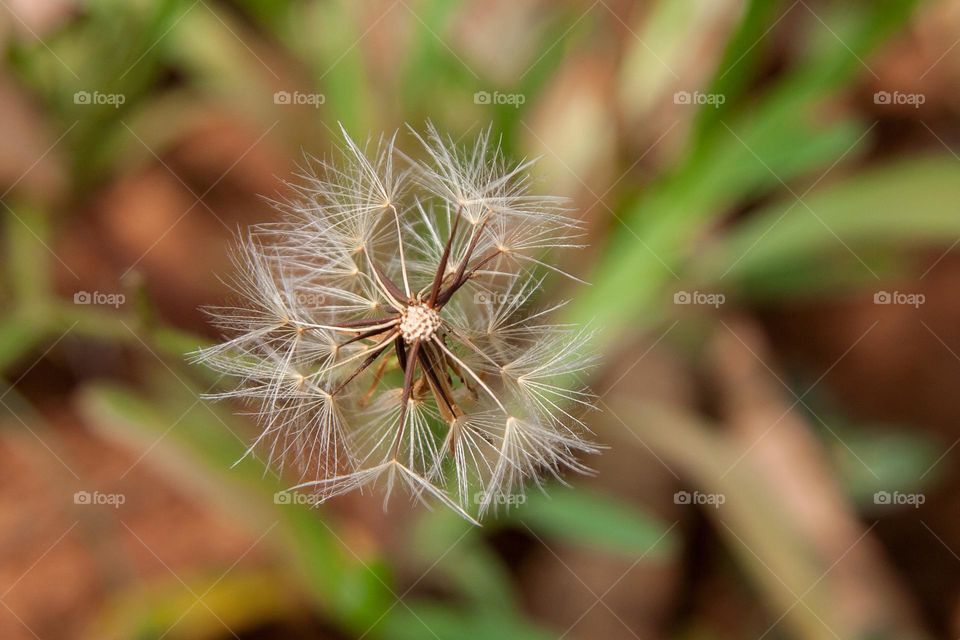 Dandelion 