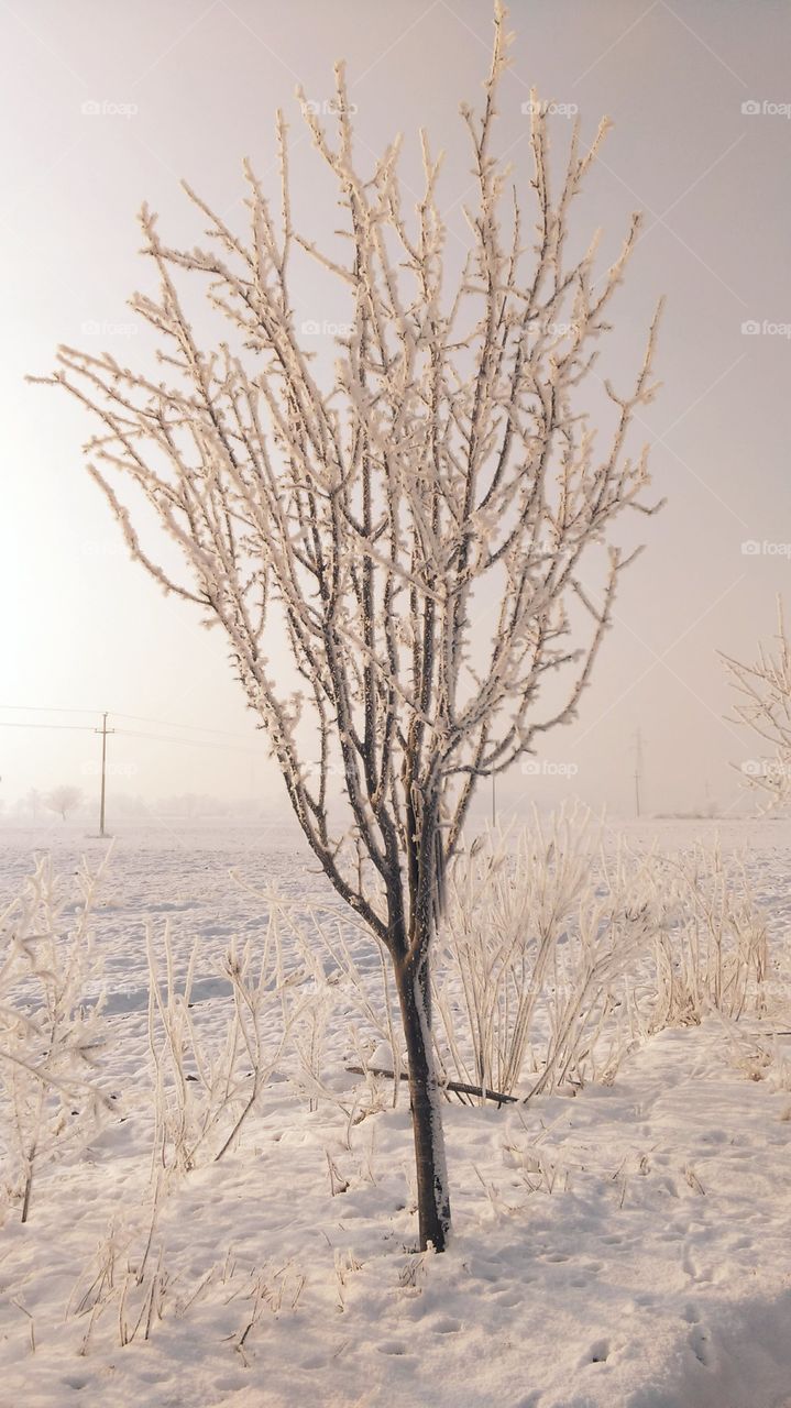 Snow and frozen wood