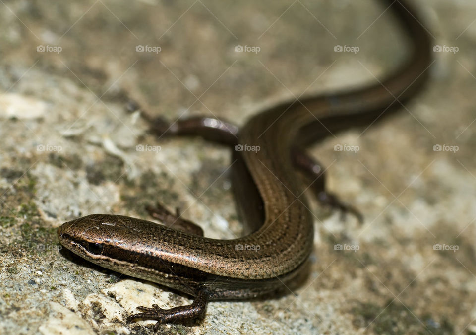 European copper skink