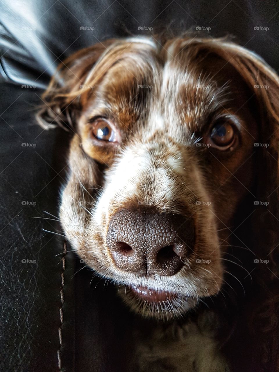 Brown spaniel mix with a squish face