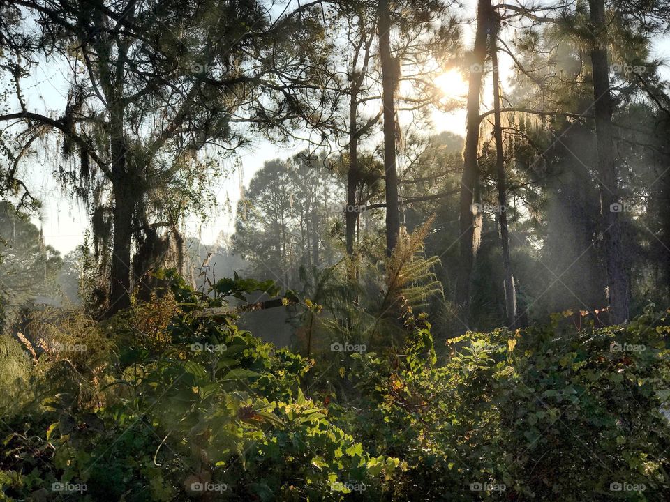 Sunrise on the misty forest