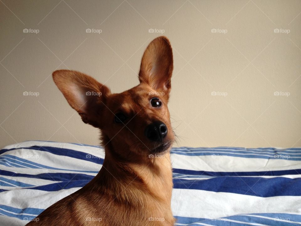 Dog with big ears 