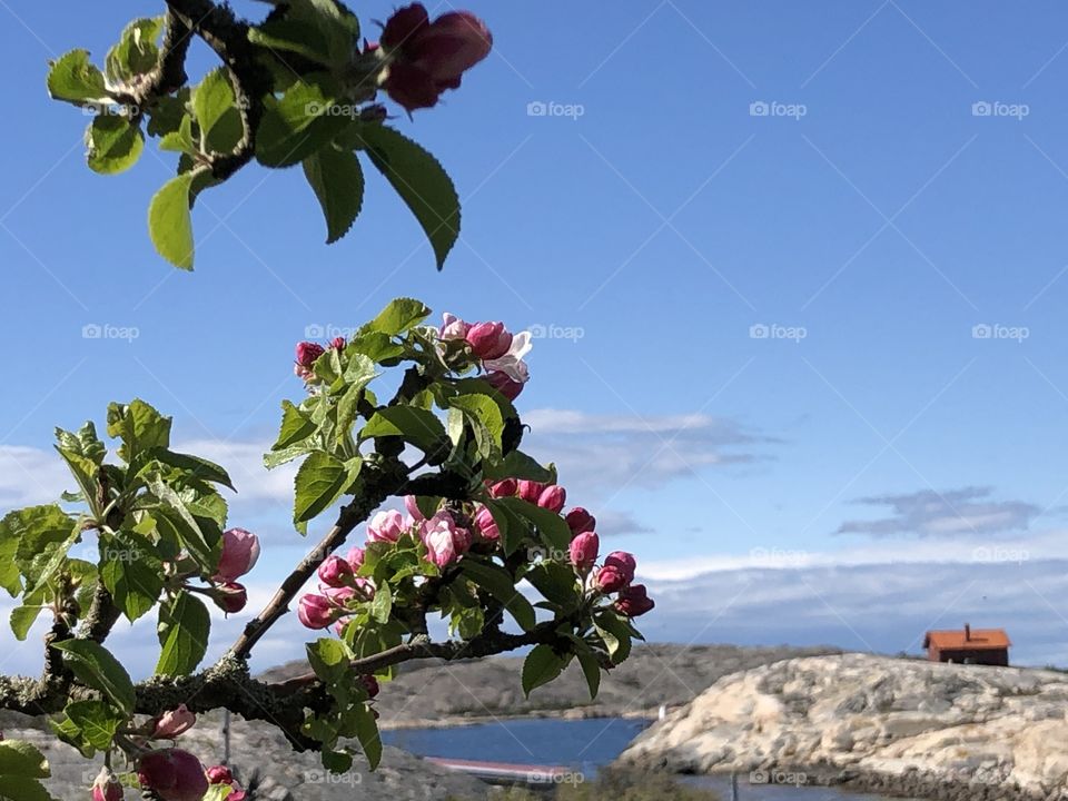 Apple blossom view