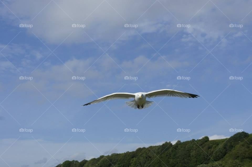 united kingdom island seagull millport by l.mcquater