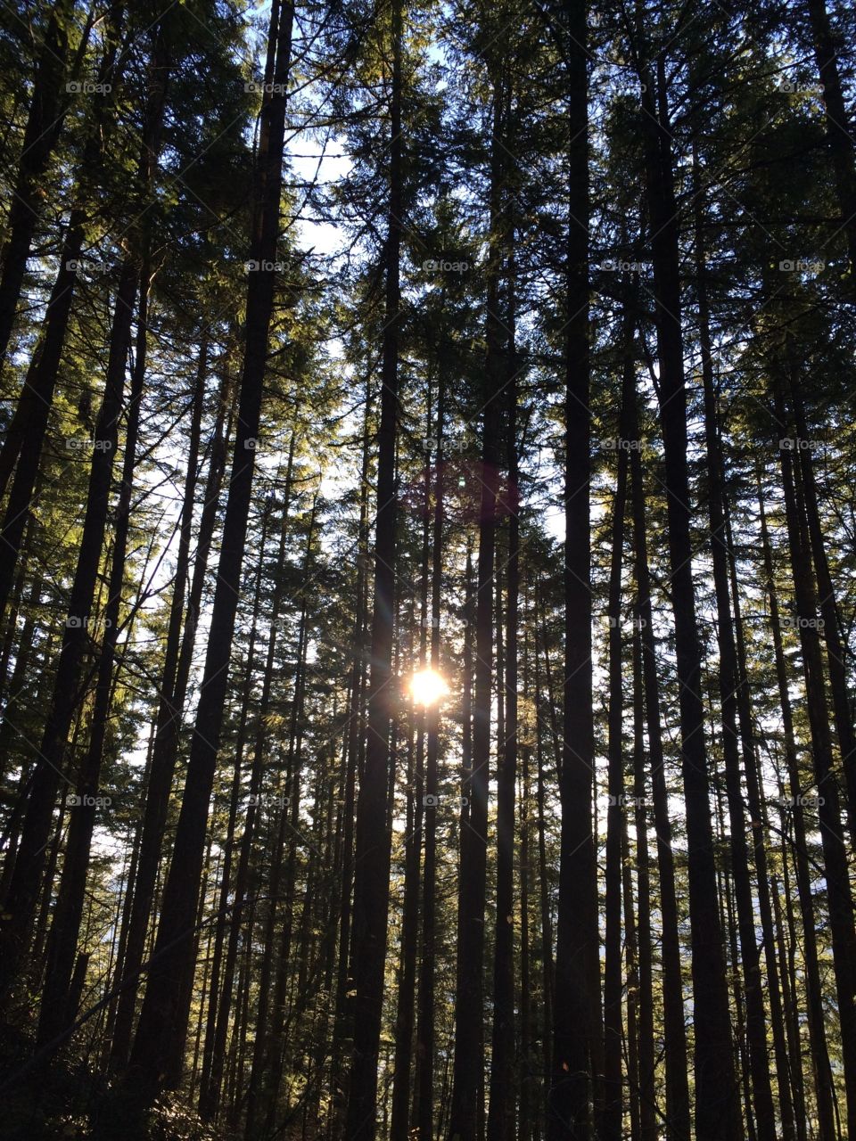 Sun shining through silhouette of trees on a hike.