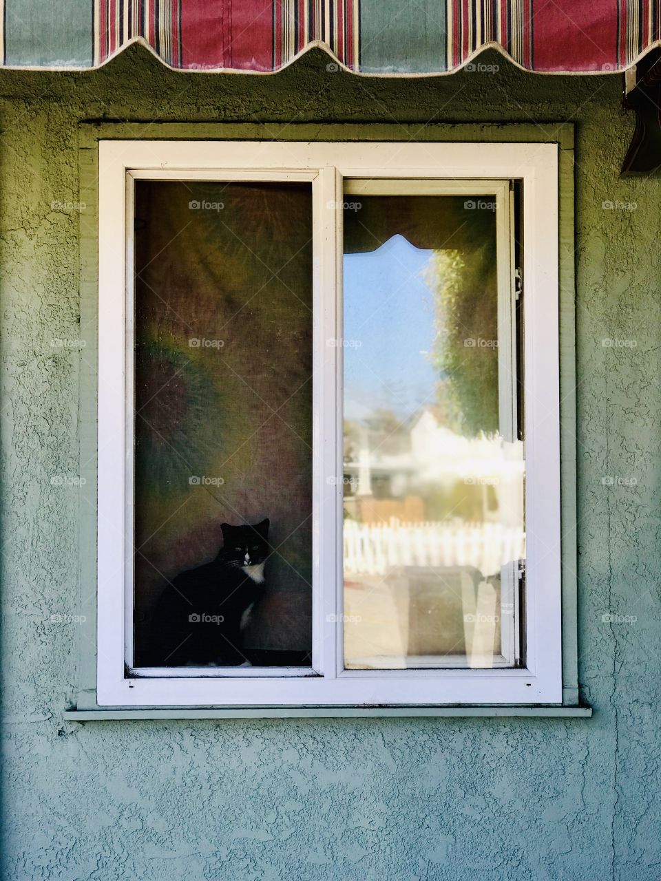 Cat in the window 