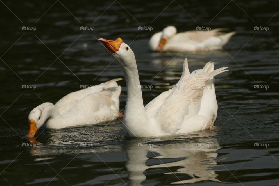 beautiful geese