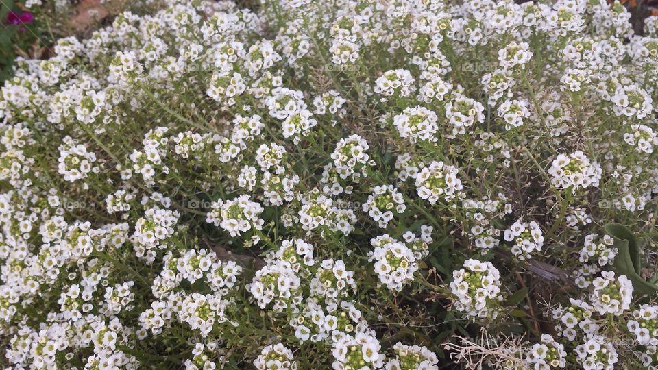 Flower, Flora, Field, Nature, Blooming