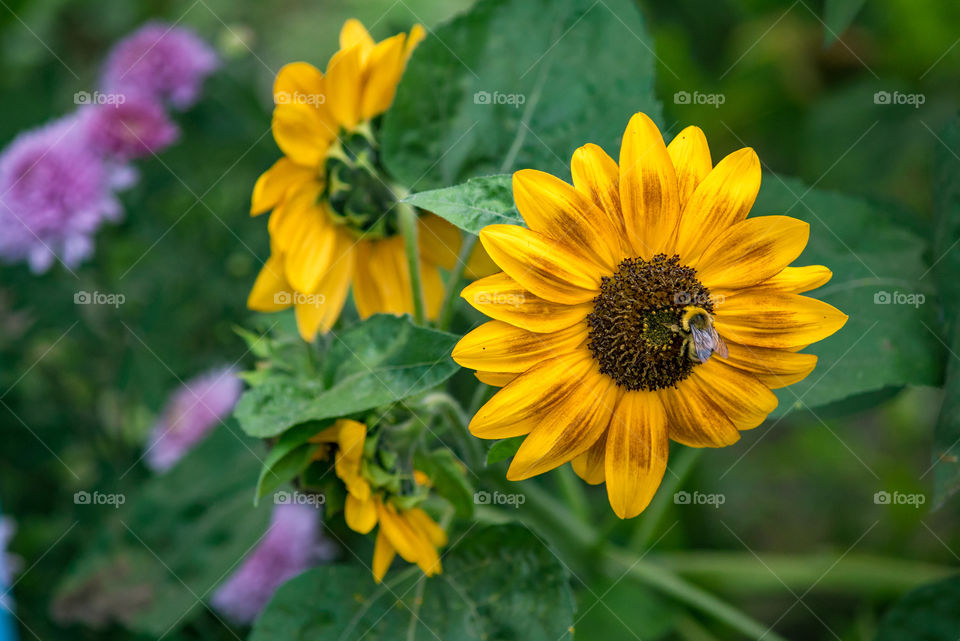 Sunflowers bees and bumblebees