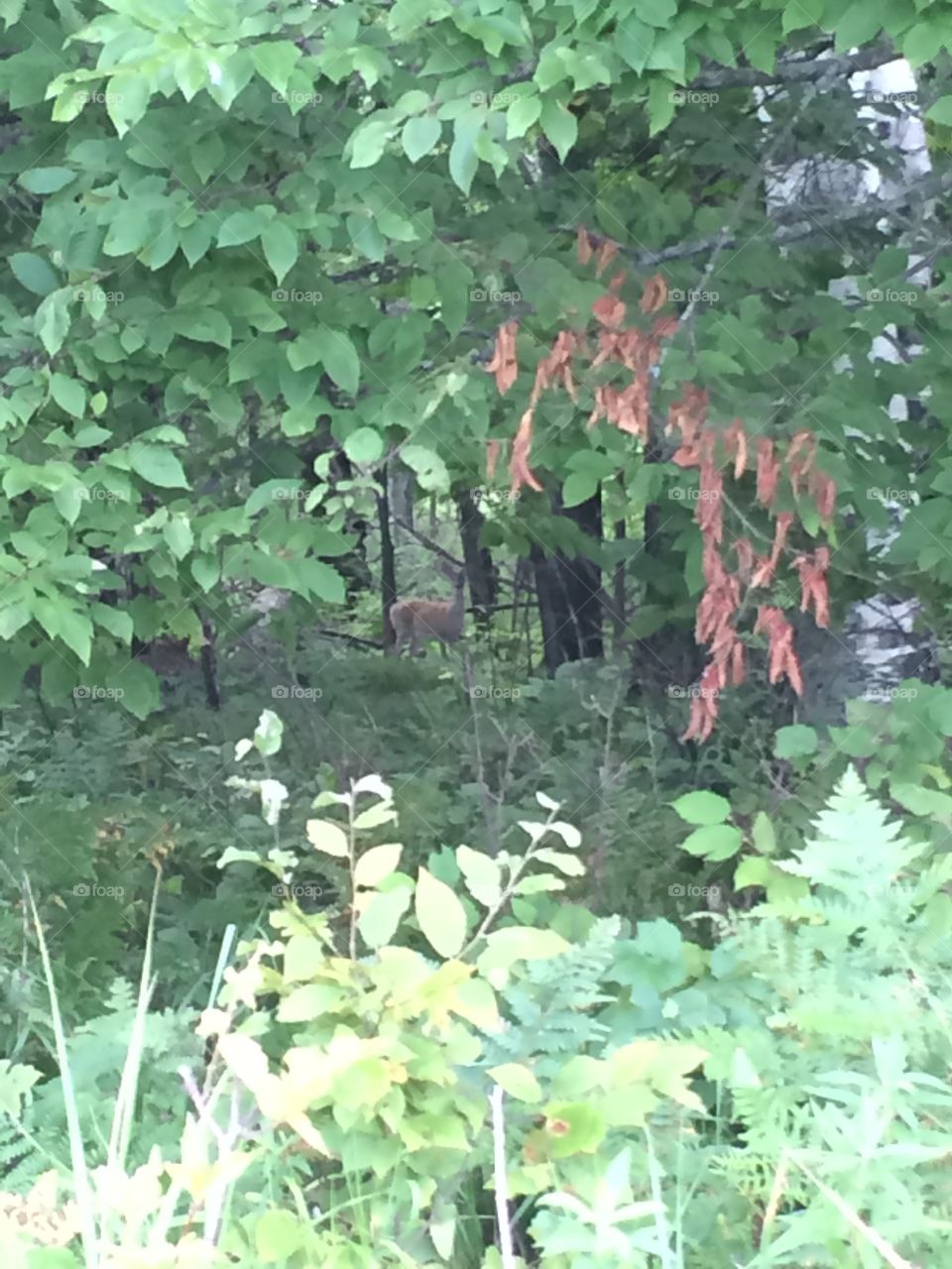 Deer in the woods in Minnesota 