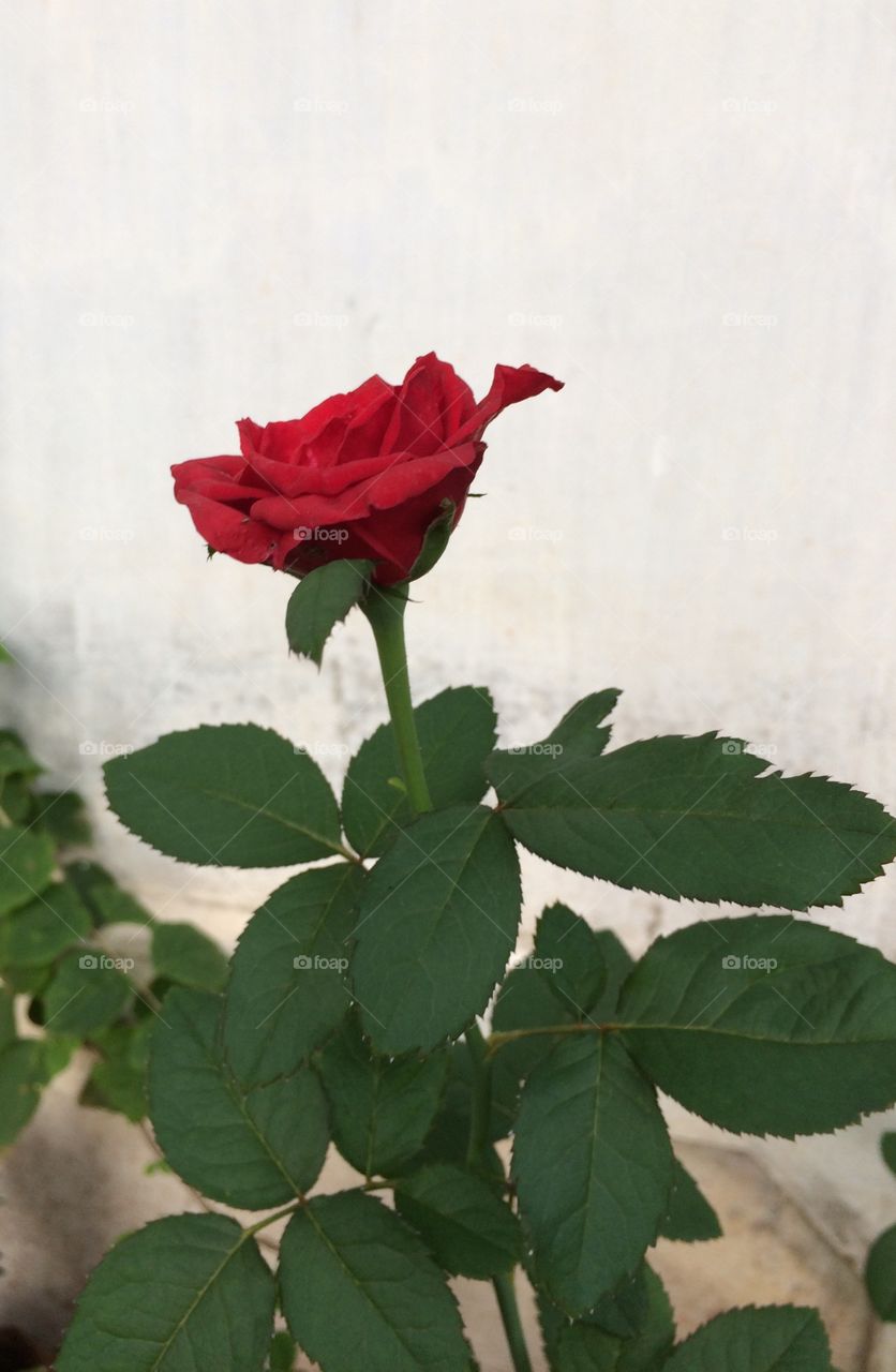 The rose speaks of love silently, in a language known only to the heart..