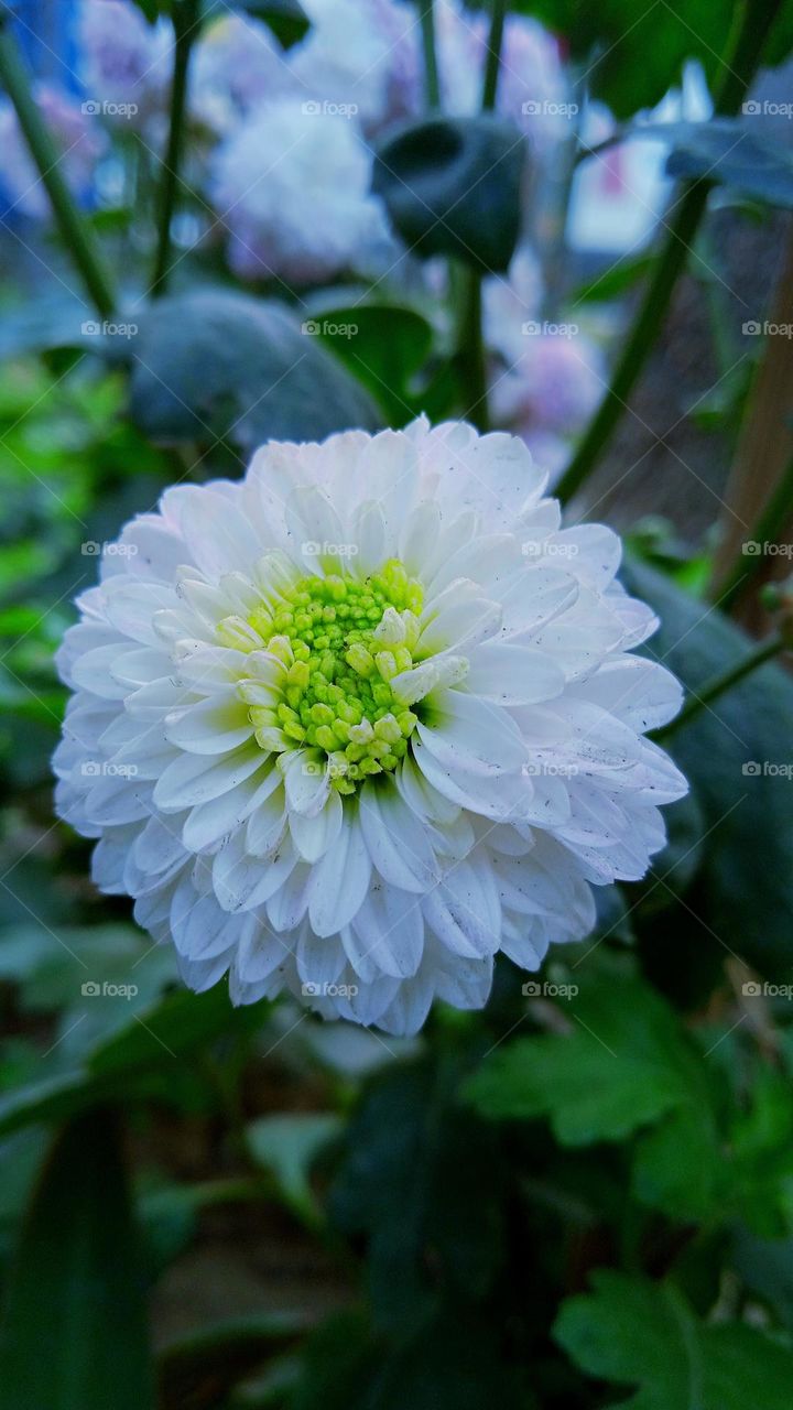 You can never make a garland with a flower. - George Herbert