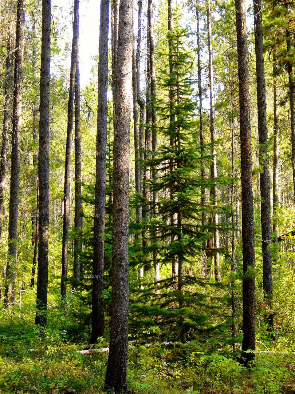 united states trees forest woods by refocusphoto